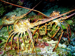 Lobster trio seen August 2008 in Grand Cayman.  Photo tak... by Bonnie Conley 